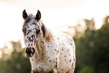 Appaloosa horse in the pasture at sunset, white horse with black and brown spots. yearling baby...