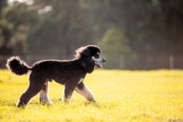 Standard Phantom Poodle enjoying a pasture at sunset. Young groomed poodle male dog. 