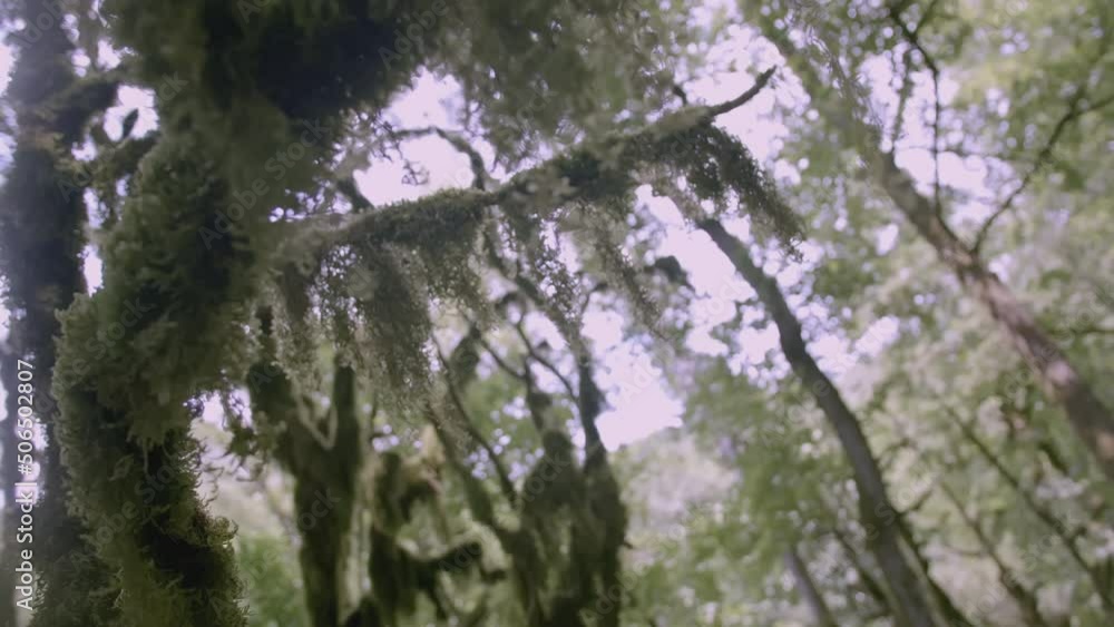 Poster tree bark with moss in the jungle. creative. moss grows in the green forest. a lichen grows on a bra