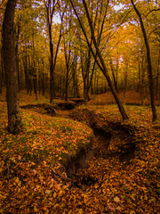 Fototapeta premium autumn in the forest