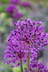 selective focus on violet ornamental giant allium flower