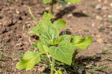 A field of unflowered sunflowers planted in a row. summer time. sunny day.