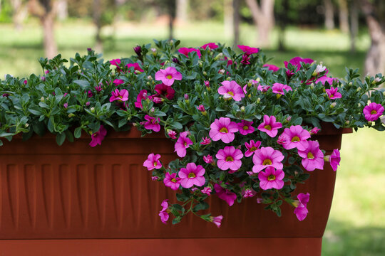 pink surfinia in jar also called calibrachoa or petunia