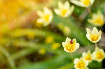 Spring flowers under the rays of sunlight. Ladybug on snowdrops close-up. Beautiful landscape of nature. Hi spring. Beautiful flowers on a green meadow.