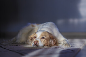 Kokoni dog is relaxing on the carpet