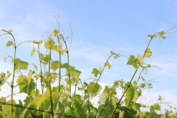 vineyard