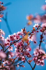 sakura blossom over blue sky