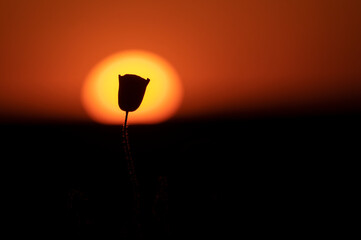 Fototapeta na wymiar Poppy silhouette at sunset
