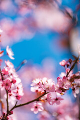 sakura blossom over blue sky