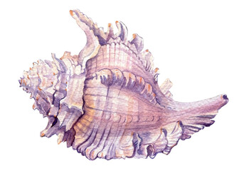 Sea shell on isolated white background, summer shell watercolor illustration