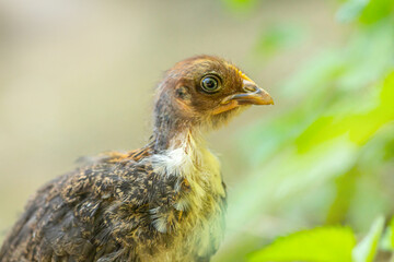 Close-up portrait of a young free-range chick during molt in the summer outdoors	
