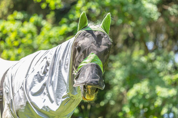 Fly protection during summertime: Portrait of a horse wearing a fly protection rug on a pasture in...