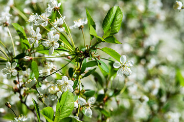 Blooming branches of a cherry tree background a blue sky background closeup. A spring tree blooms with white petals in a garden or park