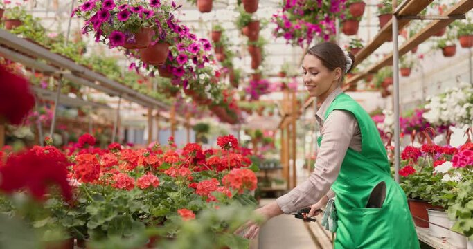Super slow motion of a young woman worker gardening in flower greenhouse, watering flowers and enjoying in beautiful colorful flowers. Woman entrepreneur.