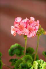 pink pelargoniuim in the pot