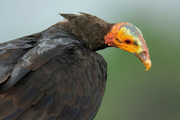 Lesser Yellow-headed Vulture
Cathartes burrovianus
scavenger