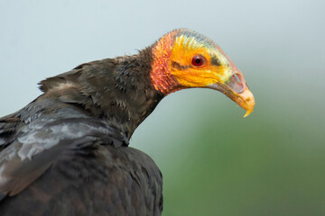 Lesser Yellow-headed Vulture
Cathartes burrovianus
scavenger