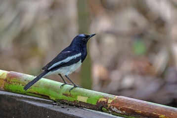 Oriental magpie robin (male)