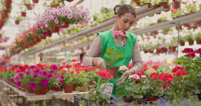 Super slow motion of a young woman worker gardening in flower greenhouse, checking flowers and enjoying in beautiful colorful flowers. Woman entrepreneur.