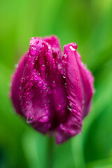 tulips in the spring garden