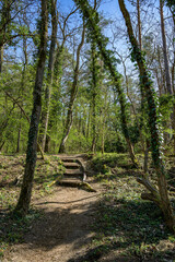 Wanderweg mit Treppe im Naturschutzgebiet "Glindower Alpen" bei Werder/Havel im Frühling