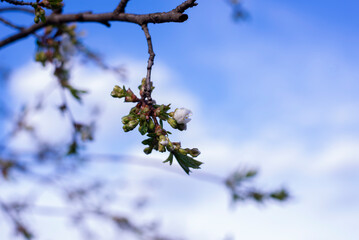 Spring. Green leaves are blooming. Flowering trees.