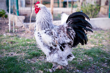 Chicken on the street. Rooster. Poultry farm