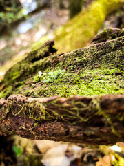 Moss and Wood Nature Photo