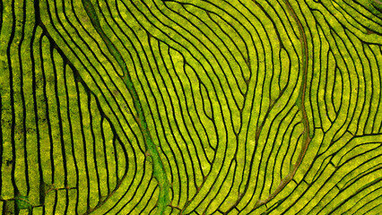 Gorreana tea factory - green tea, shot from birds eye view, beautiful pattern and paths between...
