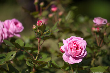 Pink rose Rosengrafin Marie Henriette in summer garden, sunny day