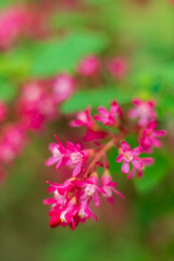 Ribes sanguineum in the garden