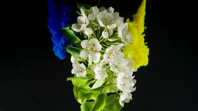 Apple tree flowers in water pouring colors yellow and blue in slow motion on a black background, the concept of the flag of ukraine