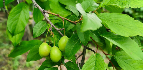 Photo of a tree branch with an unripe cherry plum. Ripening berries on the farm