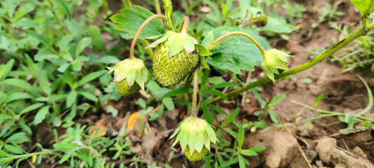 Macro photo of unripe green strawberries on a farm. Cultivation of environmentally friendly...