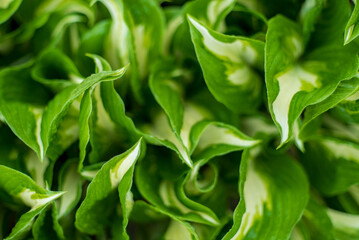 Obraz premium hosta in the spring garden