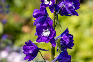 Garden delphiniums (Delphinium × cultorum). Close up on the flower of this plant. Garden delphiniums are horticultural hybrids derived from some perennial species.