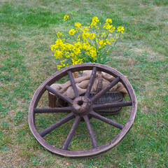 Antique wagon wheel, wicker basket, sack and yellow flowers