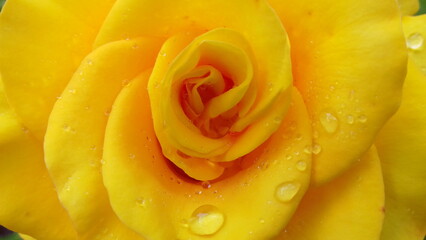 yellow rose with water drops macro