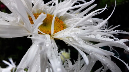close up of white daist flower