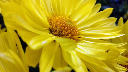 close up of a yellow flower