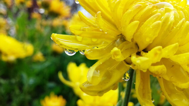 raindrops on yellow perals of chrysanthemum flower