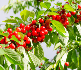 Cherry red berries on a tree branch.