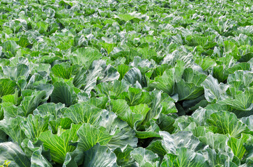 Fresh garden cabbage in the garden