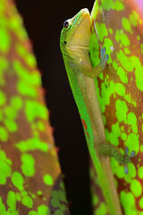 A gold dust day gecko (Phelsuma laticauda) searches for food in the Hawaiian foliage near Waikiki Beach.