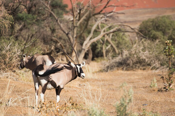 oryx antelope