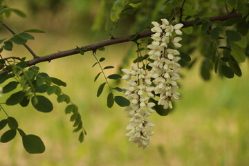 blossoming tree