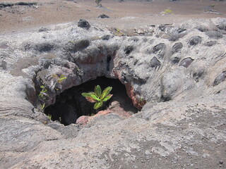 Green plant thriving inside a volcanic crater. A crater in the ground with many different layers of soil. Hawaiʻi Volcanoes National Park.