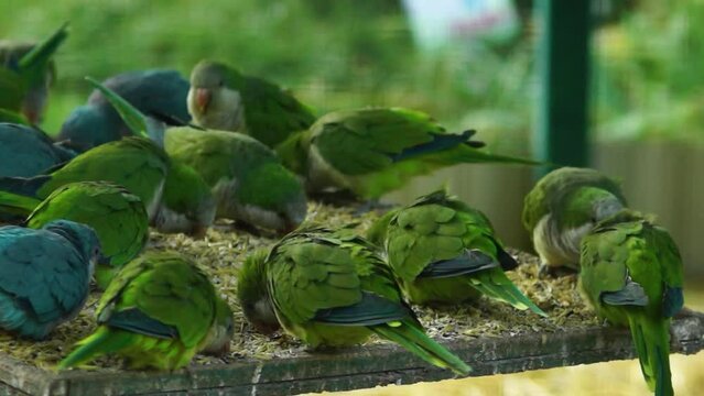 green parrots at the feeder