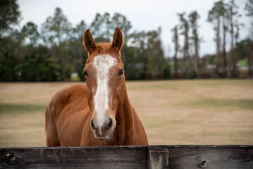 Horse looking over fence in a paddock, horse at a farm. Old retired horse. 	
 - Powered by Adobe