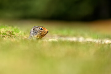 Columbian ground squirrel (Urocitellus columbianus) looking out of the entrance of its burrow in Ernest Calloway Manning Park, British Columbia, Canada.